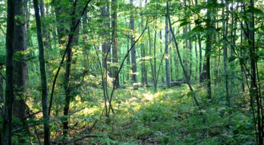 Photo by Walter Muma